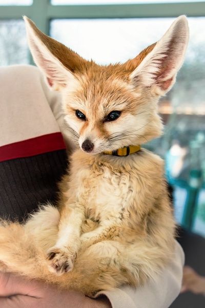 Fennec fox sitting like a person