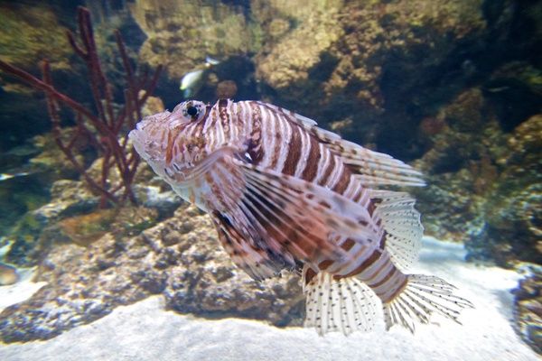 Striped tiger fish in an aquarium